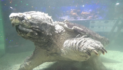 Черепаха в Алуштинском аквариуме получила бассейн