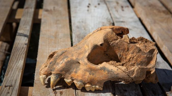 В пещере «Таврида»  ученые нашли череп ископаемой гигантской гиены 
