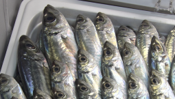 В Севастополе подорожали рыба, масло и маргарин