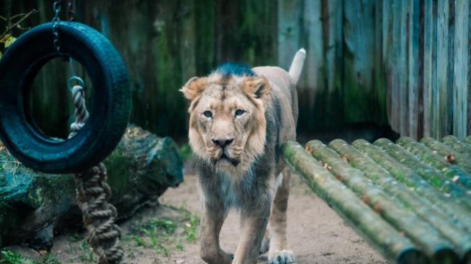 Лев в таллинском зоопарке умер от коронавируса
