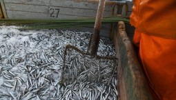 Рыбные предприятия Севастополя получат помощь