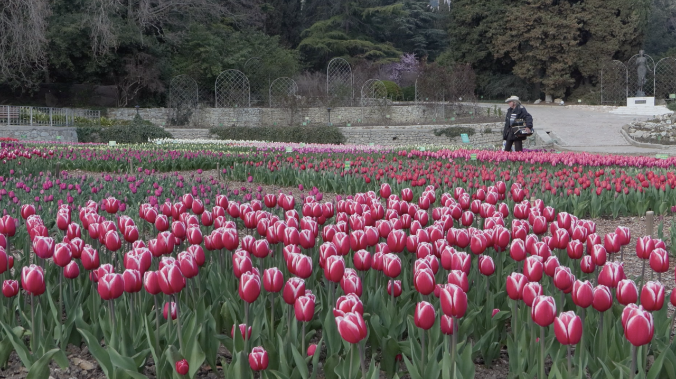 В Никитском ботаническом саду проходит 19-й парад тюльпанов
