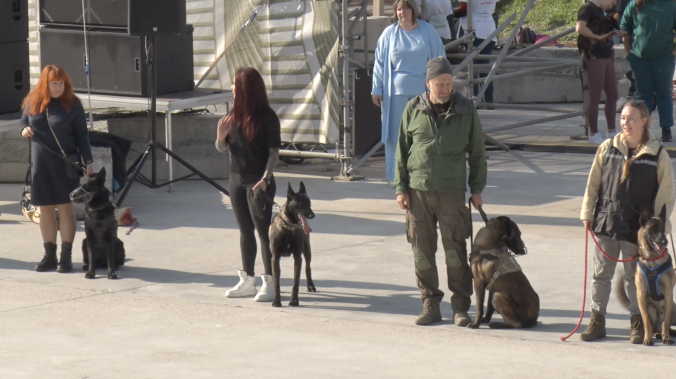 96 собак выступили на выставке в Новом Херсонесе