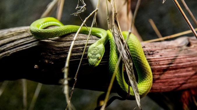 Учёные раскрыли секрет фирменного змеиного плевка ядом 