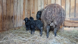 В Барнаульском зоопарке родились два чёрных ягнёнка