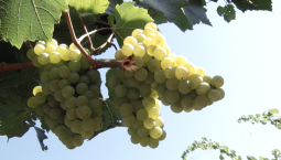 Опыт виноделов Севастополя учтут в федеральном законе