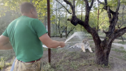 В крымском парке «Тайган» искупали амурского тигра