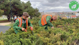 В парке им. Гагарина в Севастополе привели в порядок можжевельник
