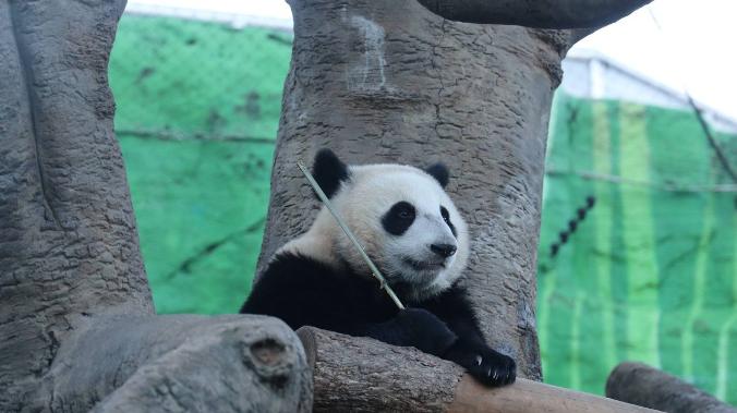 «Дворец» панды: Катюше построят вольерный комплекс