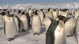 Таяние льдов грозит императорским пингвинам исчезновением