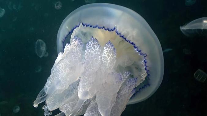В Азовском море начнут массовое уничтожение медуз