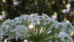 ООПТ Севастополя защитят от опасных видов растений