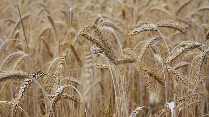 МИД Канады: Запад должен экспортировать украинскую пшеницу