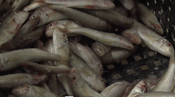 Черноморскую рыбу хотят сделать доступной для всех