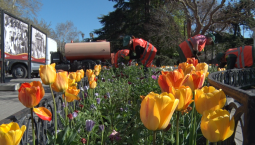 В Севастополе высадят более полумиллиона цветов