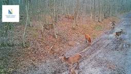 Камера засняла молодых оленей в лесу Севастополя