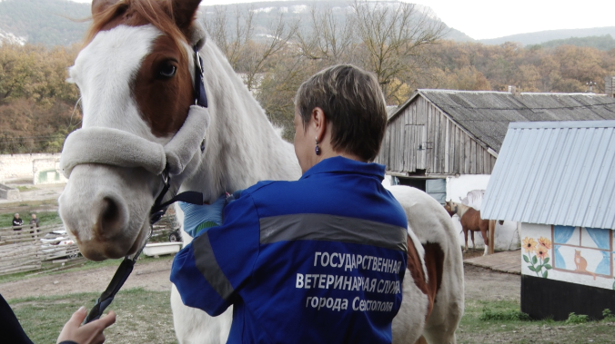 В Севастополе привьют 450 лошадей от сибирской язвы