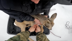 Рыбаки в Сибири спасли более десятка косулей