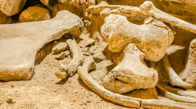 Палеонтолог нашел у себя во дворе останки убитой самки мамонта и ее детеныша
