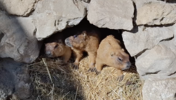 Байбаки вышли из спячки в парке миниатюр Бахчисарая