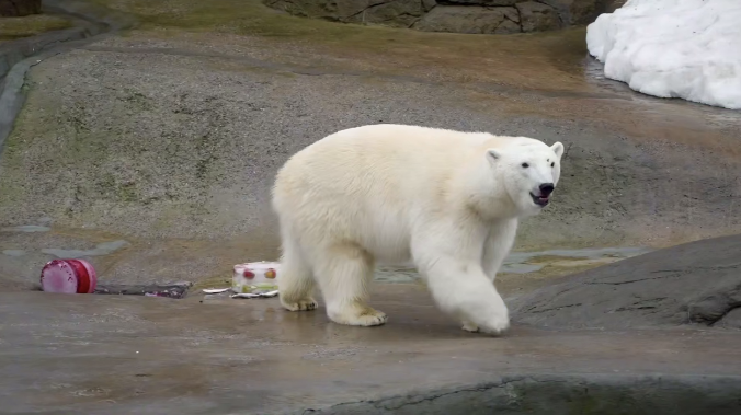 Самке белого медведя Айке исполнилось 5 лет 