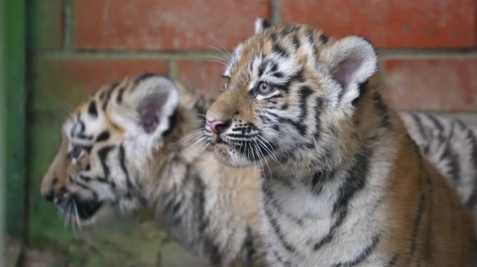 Амурские тигрята родились в Московском зоопарке