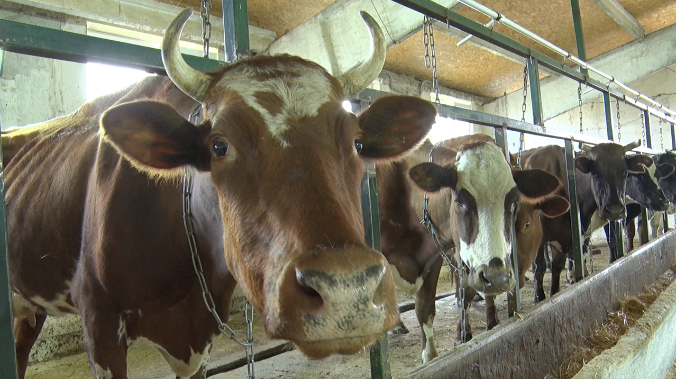 Как господдержка помогает севастопольским фермерам