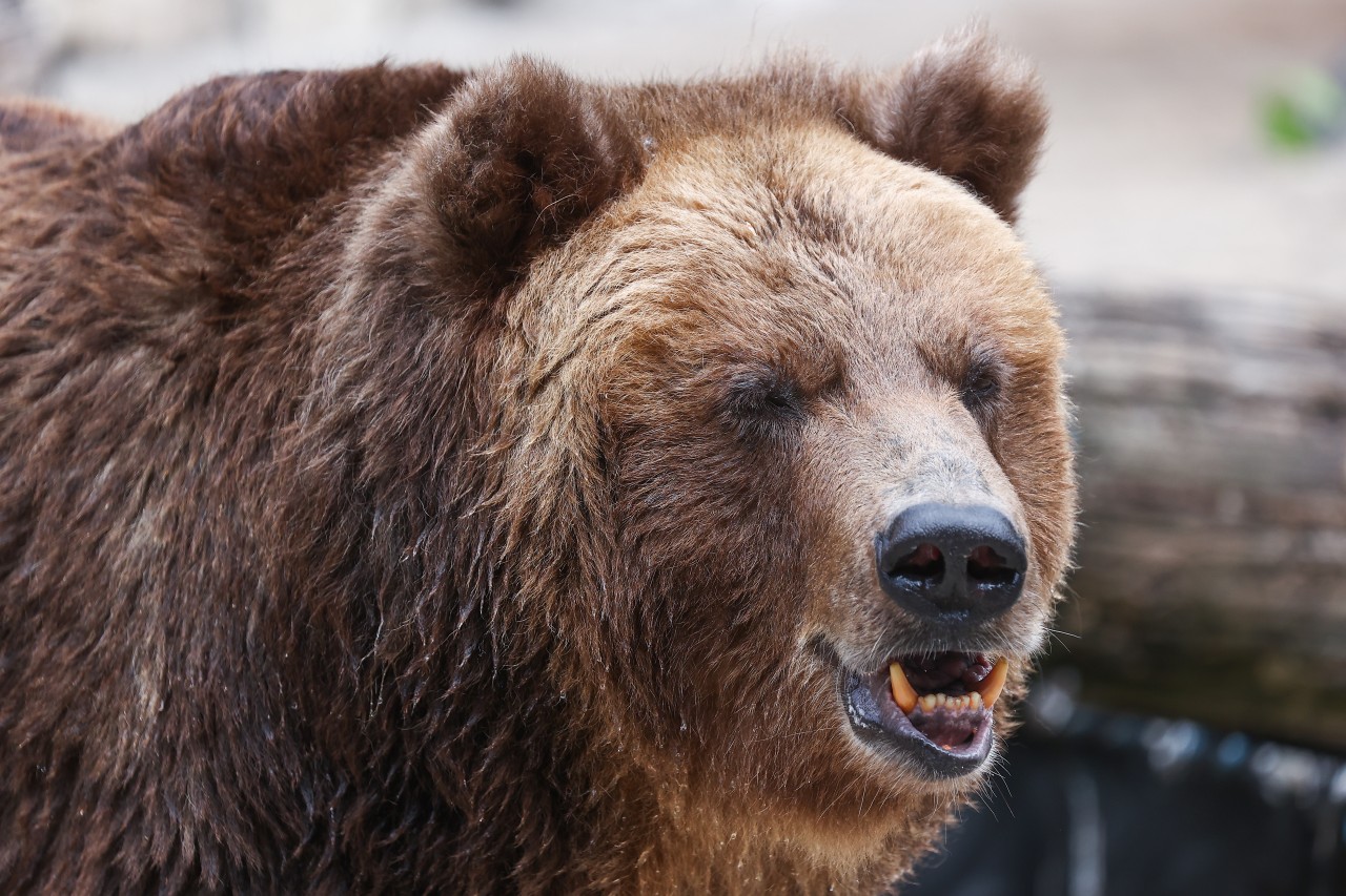 Медведь Сибирь