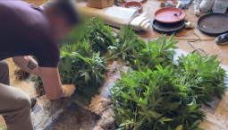 Теплицы с 16 кустами конопли нашли в Севастополе