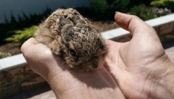 На винограднике Севастополя появились птицы и зайцы