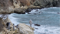 Члены «Эко-клуба» очищают пляжи Фиолента от мазута