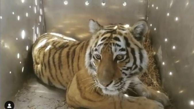 В Приморье поймали амурскую тигрицу, с 2020 года терроризовавшую села