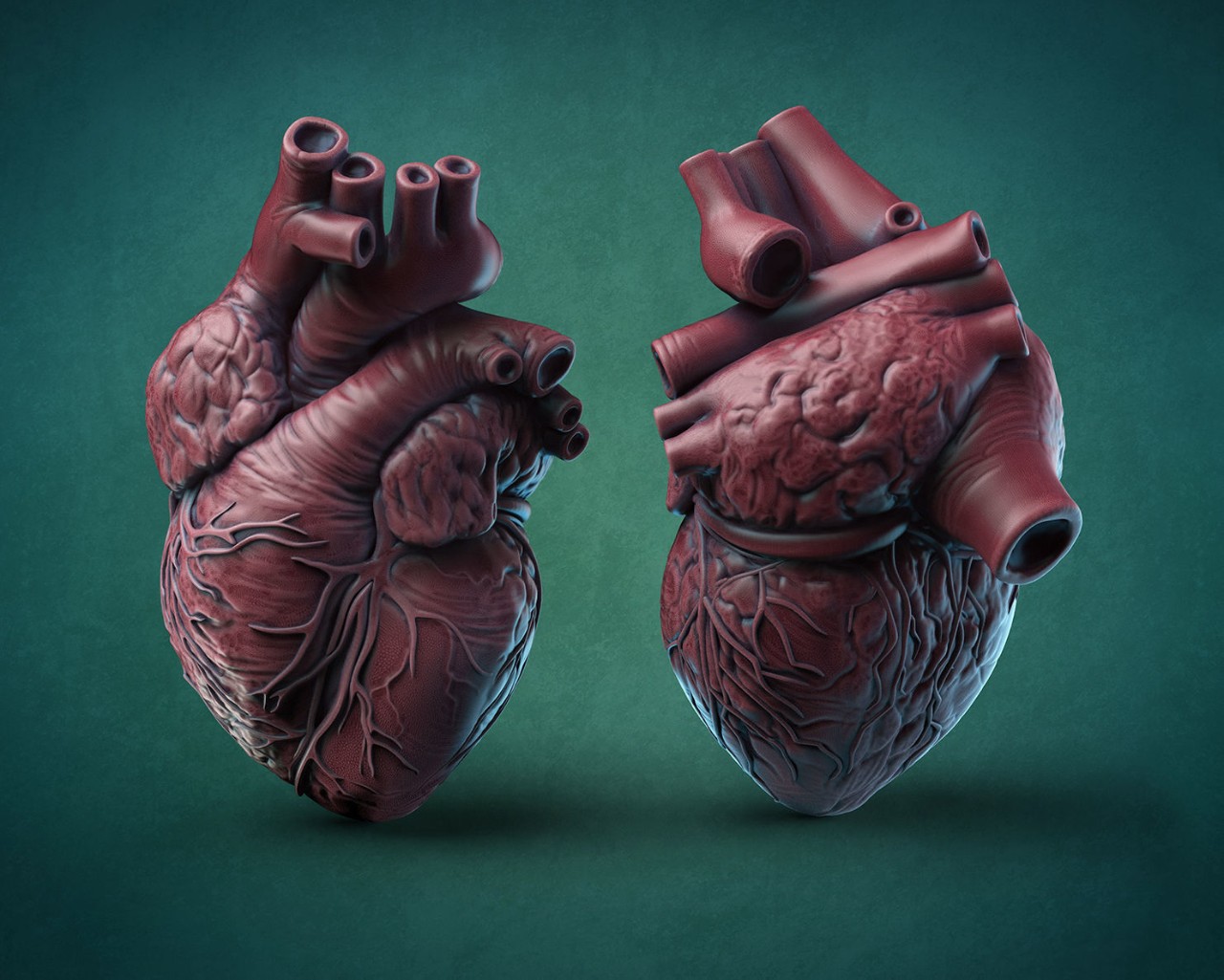 Анатомические модели сердца
