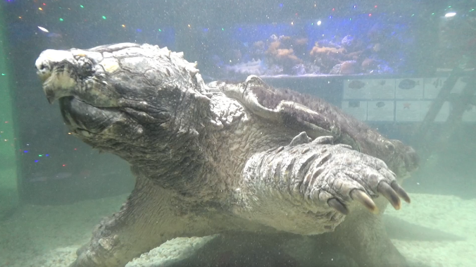 Черепаха в Алуштинском аквариуме получила бассейн