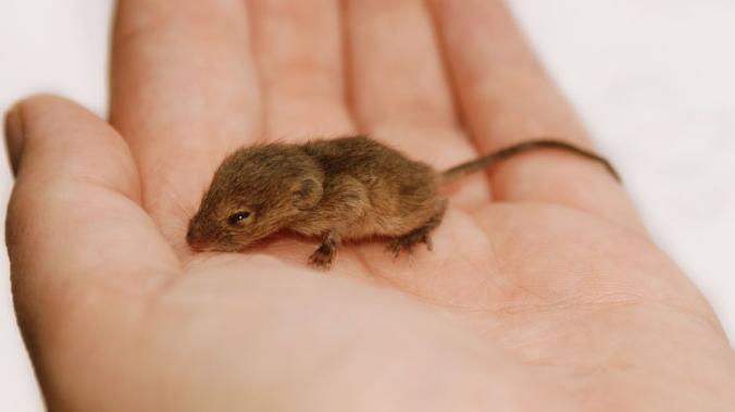 Ученые смогли вырастить синтетические эмбрионы мышей