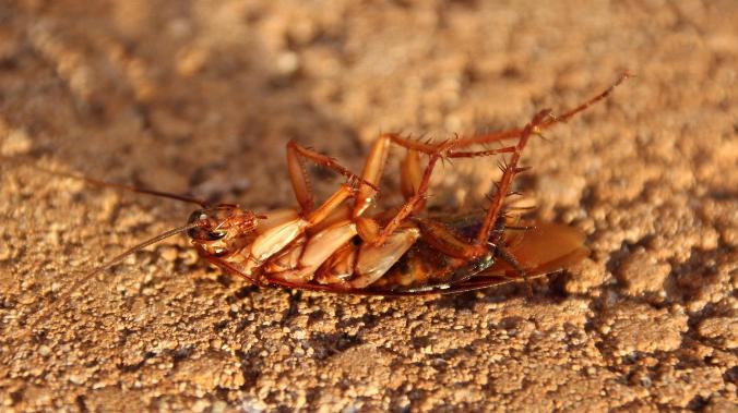 Японские ученые генетически изменили тараканов 