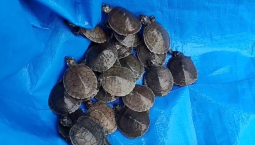 В Боливии выпустили в реку десятки тысяч черепашат