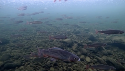 Байкальский омуль восстанавливает популяцию