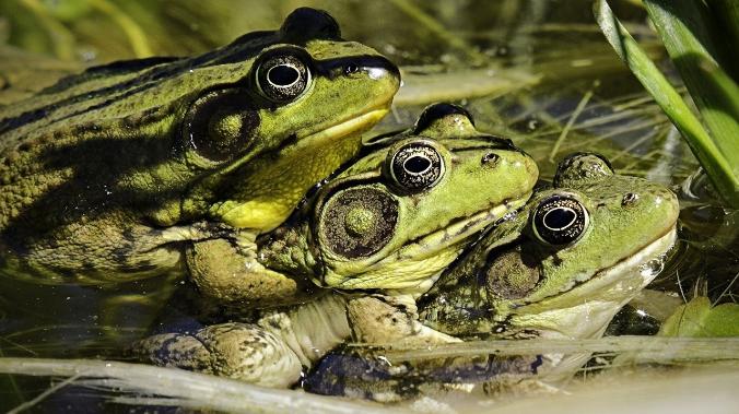 Древнее болото стало смертельной ловушкой для влюбленных ископаемых лягушек