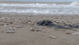 Выбросы мазута фиксируют на пляжах Севастополя