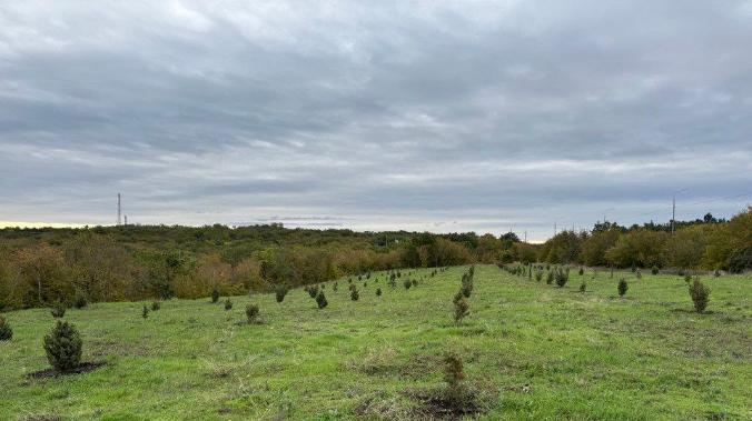 На бывшей свалке Севастополя высадили 508 деревьев