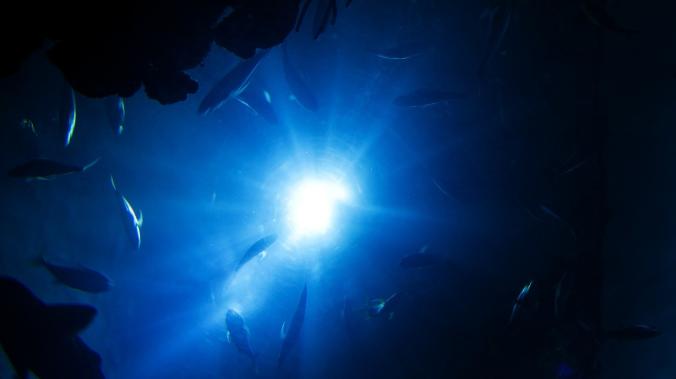 В глубинах Черного моря найдены огромные скопления рыб