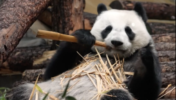 Панда Катюша создала эко-платье из шелухи бамбука