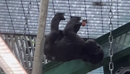 Примат Квито из Московского зоопарка обучается акробатическим трюкам