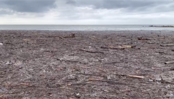 Непогода на Кубани принесла ветки и мусор в море