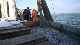 В Азовском море могут разрешить вылов осетра