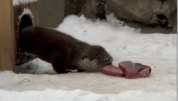 В Новосибирске у речных выдр появились 5 малышей