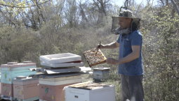 Как государство помогает пчеловодам Севастополя