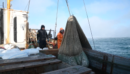 В Чёрном море выловили рекордное количество рыбы