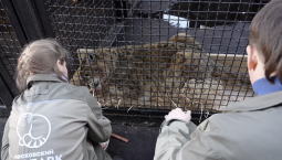 Снежные барсы Московского зоопарка разрешили взять кровь на анализ